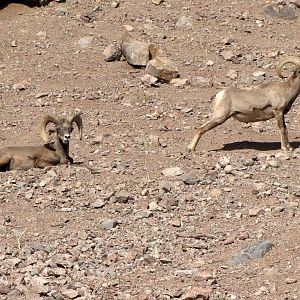 Desert Bighorn Sheep