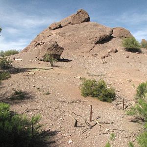 Desert Bighorn Sheep Habitat