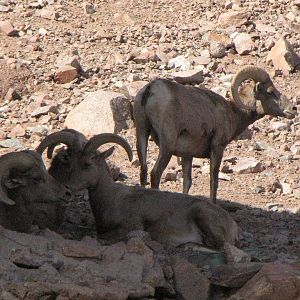 Desert Bighorn Sheep