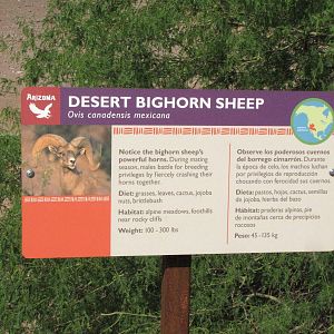 Desert Bighorn Sheep Signage