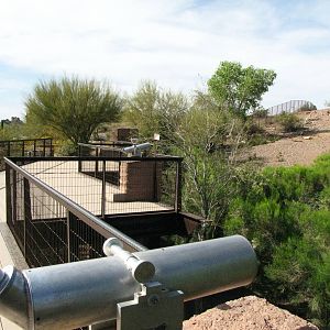 Desert Bighorn Sheep Viewing Platform