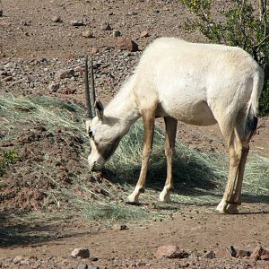 Arabian Oryx