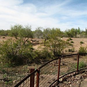 Arabian Oryx Habitat