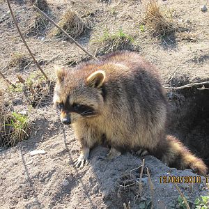 Raccoon
