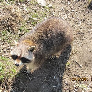 Raccoon