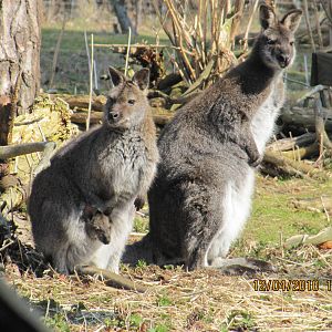 two Red necked Wallaby with a "joey"