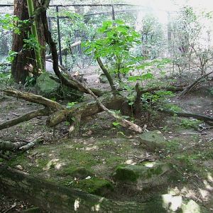 Temminck's Golden Cat enclosure