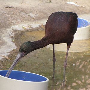 Ibis