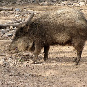 Collared Peccary