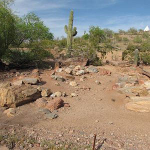 Collared Peccary Habitat