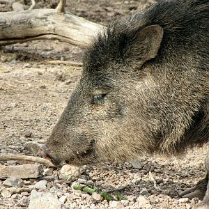 Collared Peccary