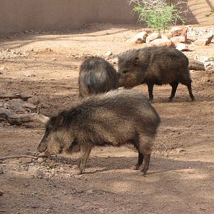 Collared Peccaries