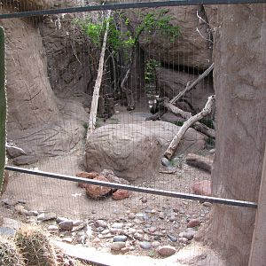 Bobcat Exhibit