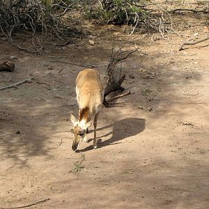 Pronghorn