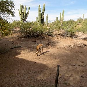 Pronghorn Habitat