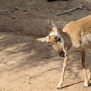 Pronghorn