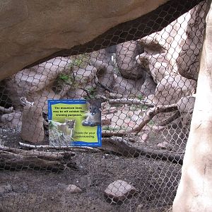 Mountain Lion Exhibit