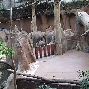 Asiatic Elephant indoor exhibit