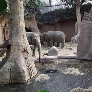 Asiatic Elephant indoor exhibit