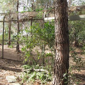 Mexican Wolf Exhibit
