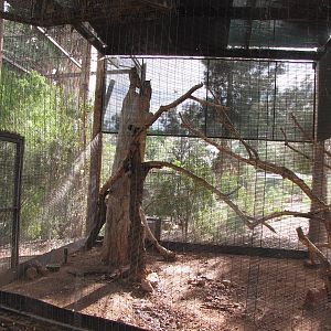 Great Horned Owl Exhibit