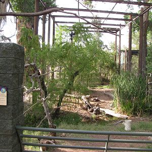 Andean Condor Exhibit