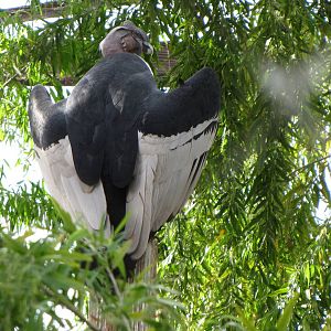 Andean Condor - Arizona Trail