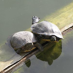 Turtles Sunning Themselves