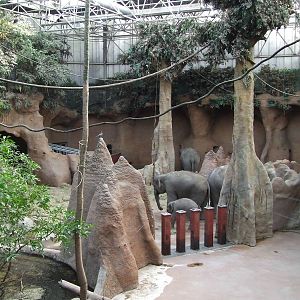 Asiatic Elephant indoor exhibit