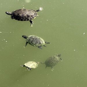 Turtle Family