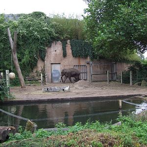 Asiatic Elephant bull enclosure