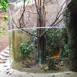 Prevost's Squirrel & Elongated Tortoise mixed exhibit