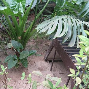 Part of Freshwater Crocodile Enclosure