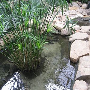 Part of Freshwater Crocodile Enclosure