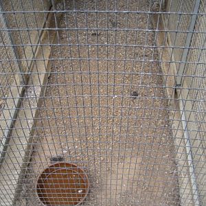 Floor of parrot aviaries