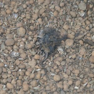 Dead mouse on floor of aviary