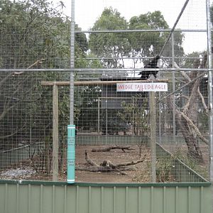 Wedgetail Eagle aviary