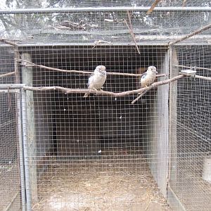 Kookaburra aviary