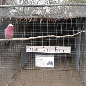 Galah aviary