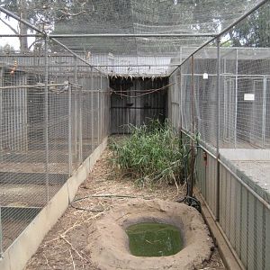 Lorikeet Aviary