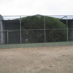 White-bellied Sea-eagle Aviary
