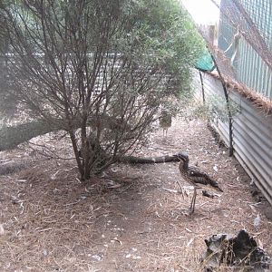Interior of Bush Stone-curlew (Thick-Knee) aviary