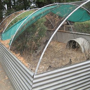 Bush Stone-curlew (Thick-Knee) aviary