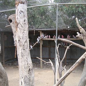 Wild Galahs in Brush Turkey aviary