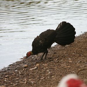 Brush Turkey