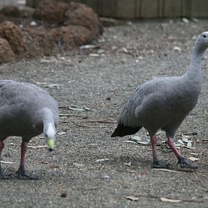 Cape Barren Geese