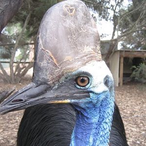 Cassowary
