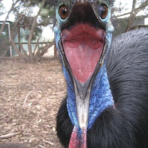 Cassowary