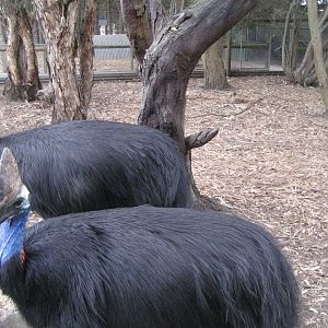 Cassowary enclosure