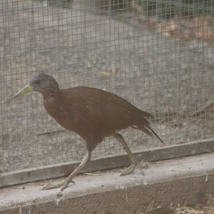 Chestnut Rail